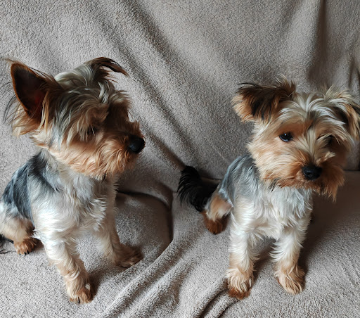 Pennard Vets Allington - Thumbnail
