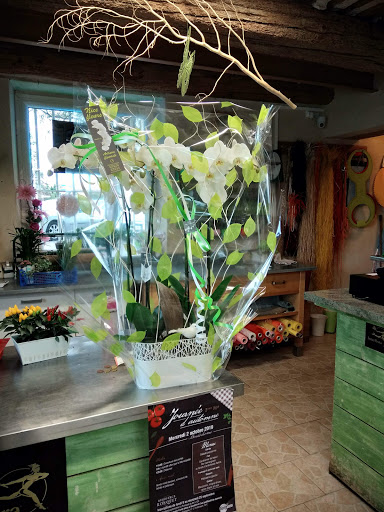Nice Fleurs - Visual