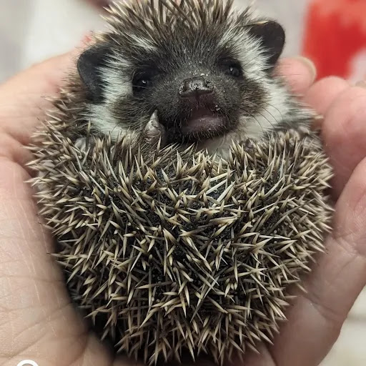 Quirky Quills Hedgehogs - Thumbnail