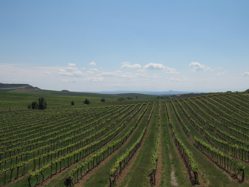 Magatzem Codorniu Raimat