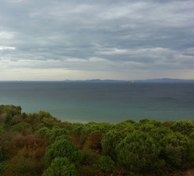 Yalova Üniversitesi Ormanlık Alanı