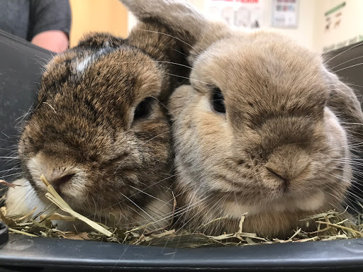 Minster Veterinary Centre - Thumbnail