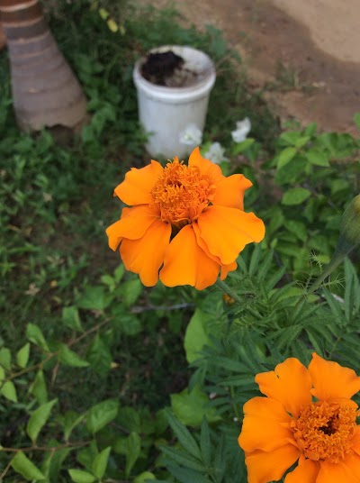 Photos of SEVENA PLANT NURSERY