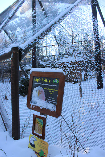 Bald Eagle Exhibit - Visual