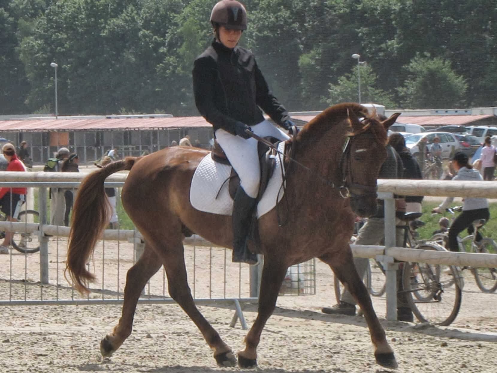 Ecuries des Collines à Doissin - Centre équestre