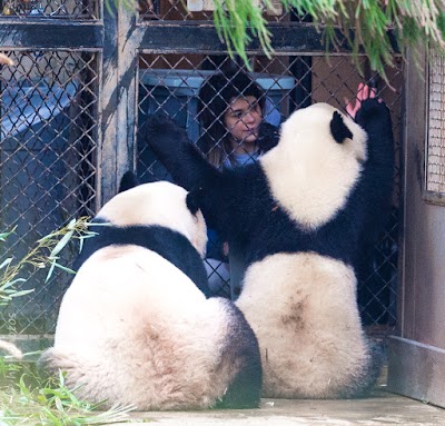 Panda Overlook Cafe