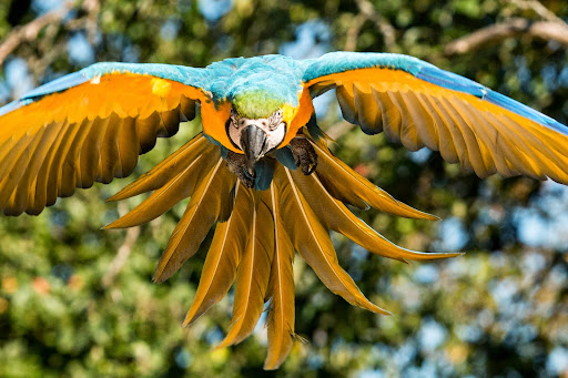 Vogelpark Heiligenkirchen - der Familienpark in NRW