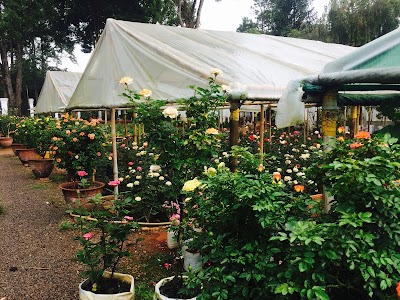 Photos of Royal Rose Garden