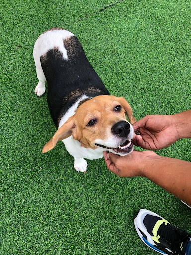 Superpet Complejo Veterinario