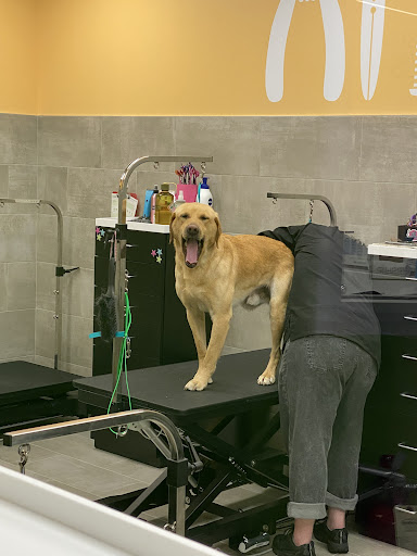 Pet Evolution - St. Louis Park, MN - Grooming | Self-Wash | Healthy Food - Thumbnail