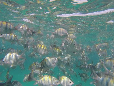 Photos of Barbados Holiday Planner
