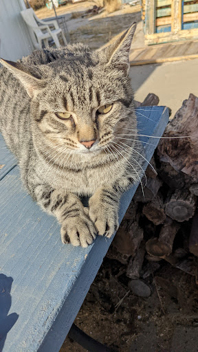 The Pet Connection