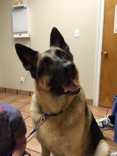 Central Baldwin Veterinary Hospital - Thumbnail