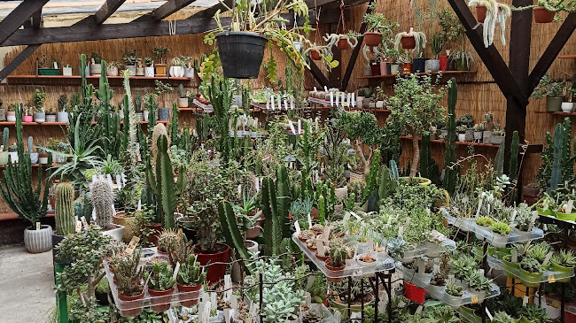 Opinii despre TROPIQUANTES Cactus et plantes grasses. în Asnières-sur-Seine - Fleuriste