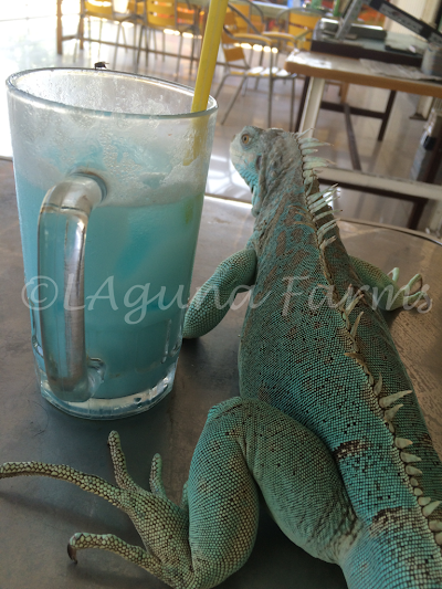 Photos of LAguna Farms