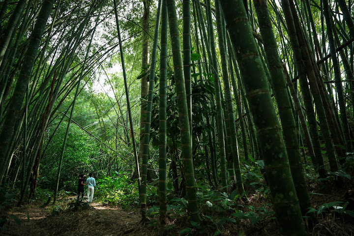 Hacienda Bambusa by null