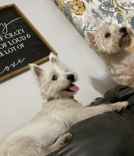 Greenwood Vet Clinic - Thumbnail