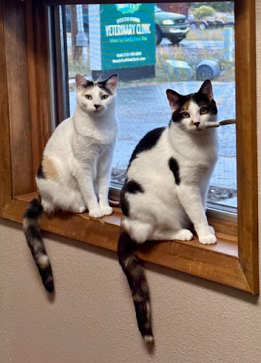 South Fork Veterinary Clinic - Thumbnail