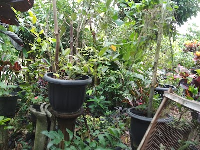 Photos of Ficus Garden