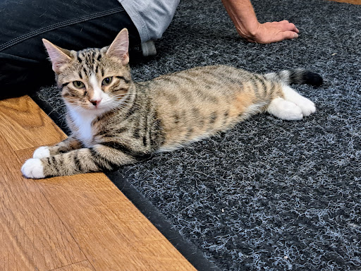 Nose 2 Tail Cat Rescue - Thumbnail