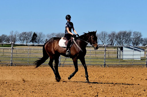 EquiPoint Equestrian - Visual