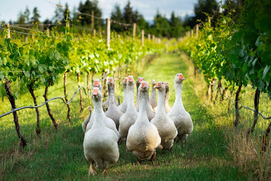 40 Knots Winery by null