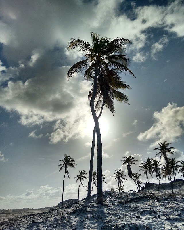 Mangue Seco