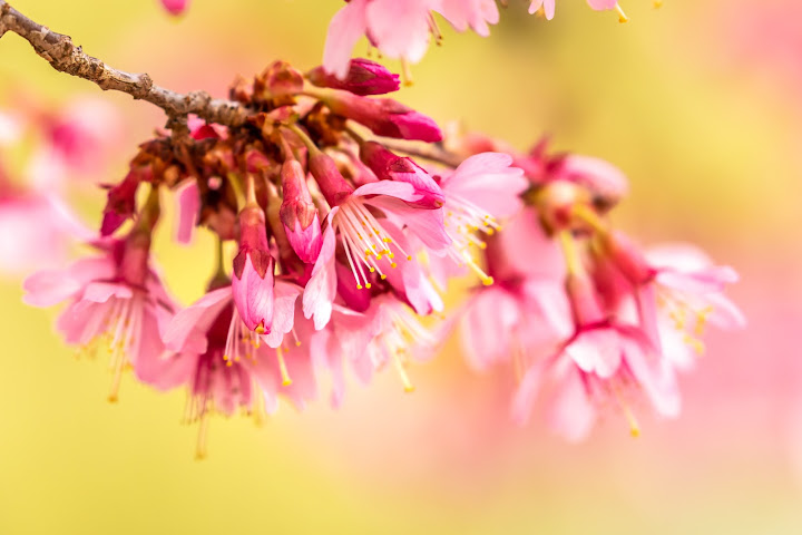Lewis Ginter Botanical Garden by null
