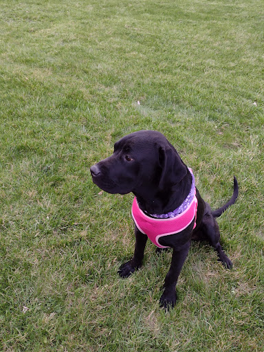 Highland Humane Society - Thumbnail
