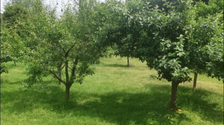 Kleingärtnerverein Heimatliebe e.V.