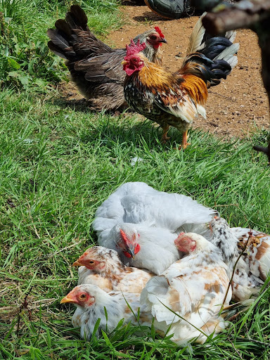 Chick Chicks - Visual