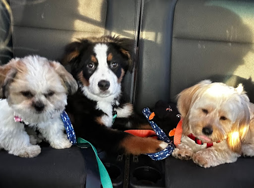 Best Friends Veterinary Hospital - Thumbnail