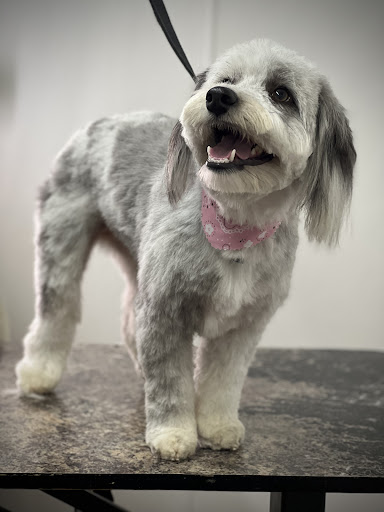 Canine Cuts
