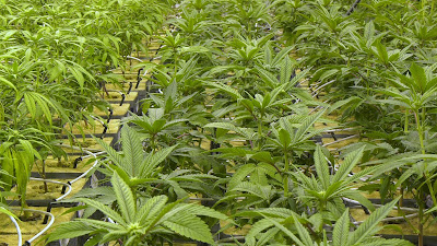 Photo of Bask Cannabis Dispensary Fairhaven