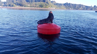 Photos of MARSS Puerto Montt
