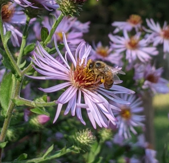 Brushwood Nursery