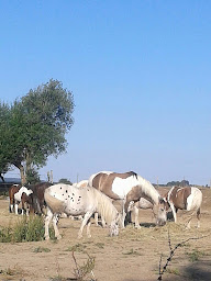 Photo n°2 de Poney Club de Launath' à Arelaune-en-Seine (Centre équestre)