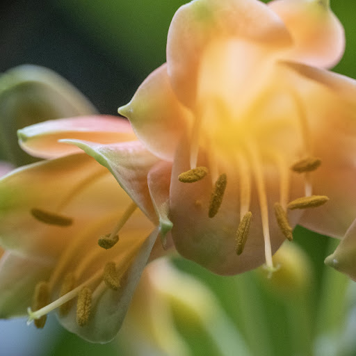 Center for Biological Diversity Conservation in Powsin