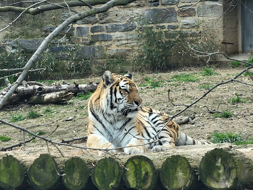Big Cat Falls - Visual