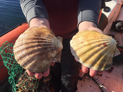 Uist Shellfish - Visual