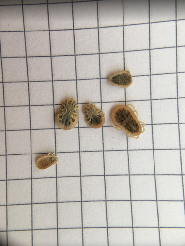 apesta - Schädlingsbekämpfung