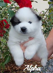 Photo n°6 de Le Domaine d'Arctik - Elevage de Pomsky dans les Pyrénées Atlantique (64) à Urost (Éleveur de chiens)