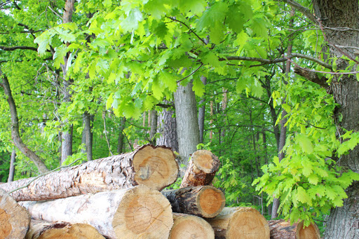 Gebr. Heidel GmbH Holz- u. Spänevertrieb Gewerbl. Güterkraftverkehr Gallery - Germany