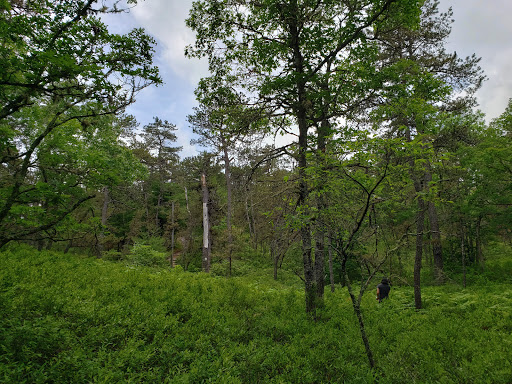 Wildlands Trust - Halfway Pond Conservation Area - Thumbnail