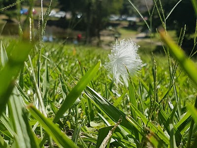 Photos of Sarnia Japanese Gardens