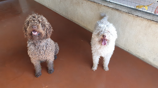 Colo'Canine de la Chênairée - Thumbnail
