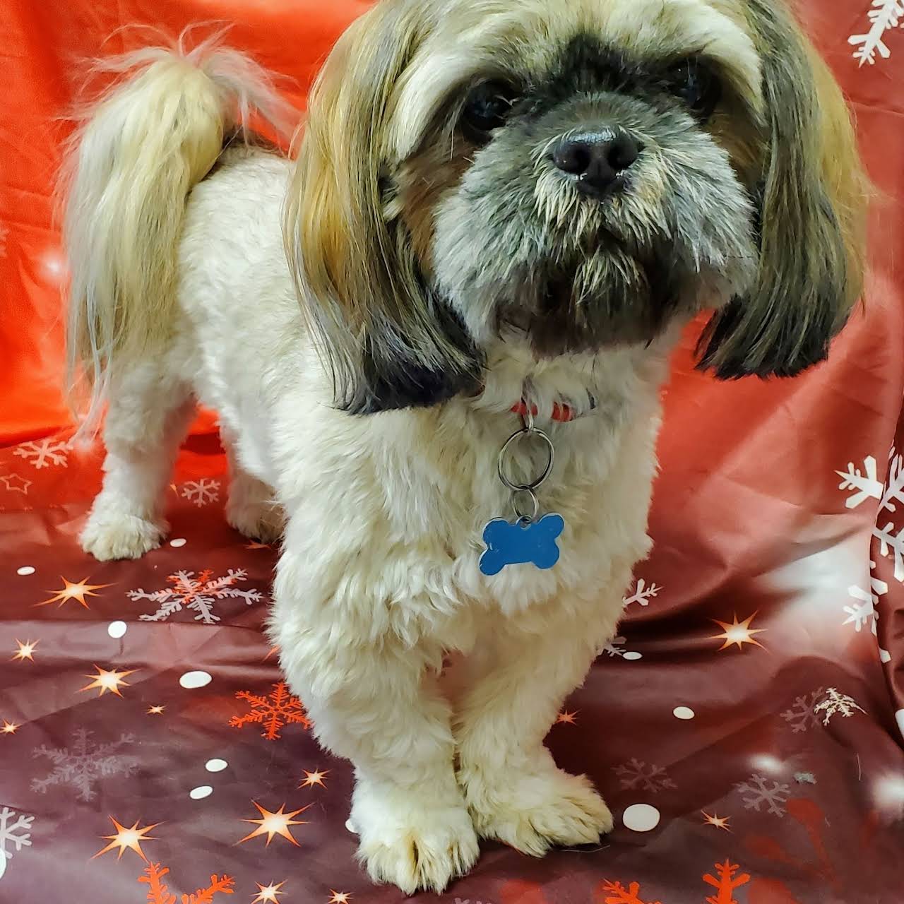 Affordable Grooming - Pet Groomer in Richmond