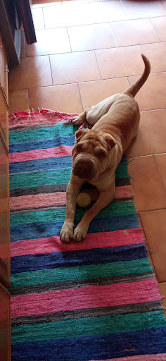 Ambulatorio Veterinario dott. Emanuele Peccioli