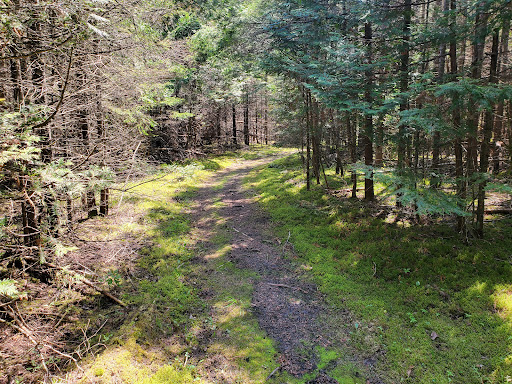 Coastal Alvar Trail - Thumbnail