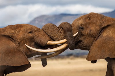 Photos of Features Africa Journeys